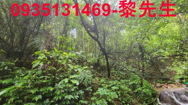 新竹橫山林地-12