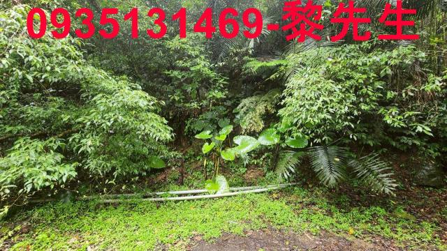 新竹橫山林地-14