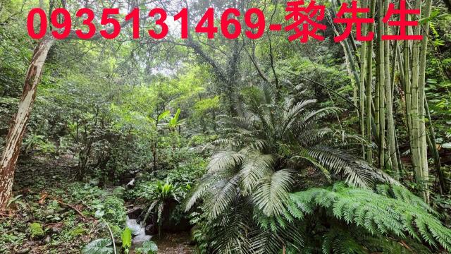 新竹橫山林地-7
