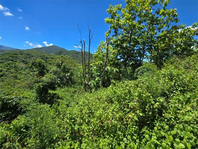 高雄杉林山坡地-10