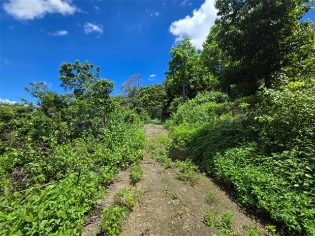 高雄杉林山坡地-3
