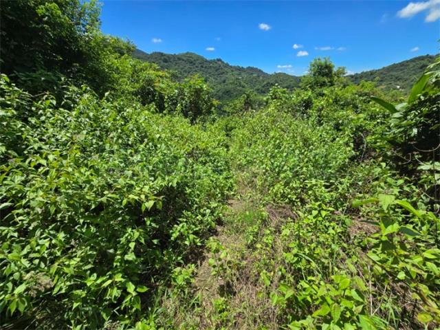 高雄杉林山坡地-5