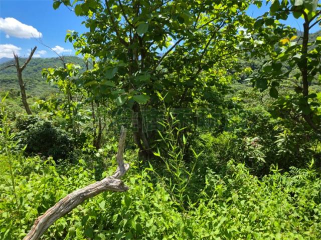 高雄杉林山坡地-6
