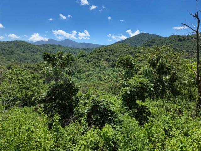高雄杉林山坡地-8