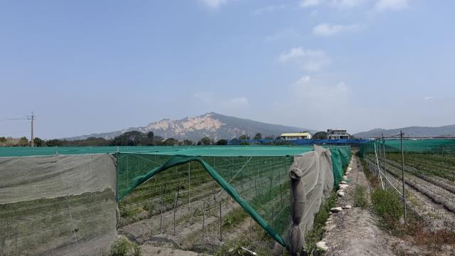 台中后里農地-4