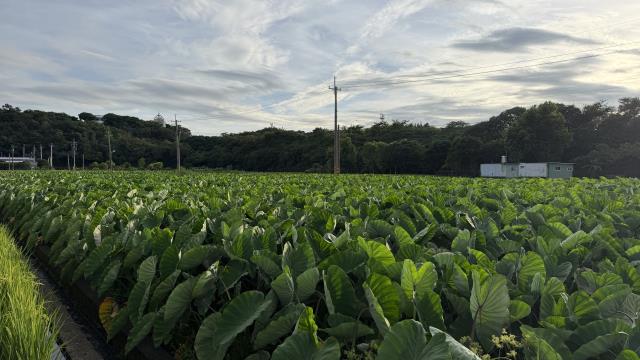 后里農地-3