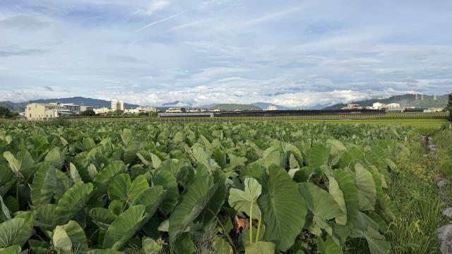 后里農地-6