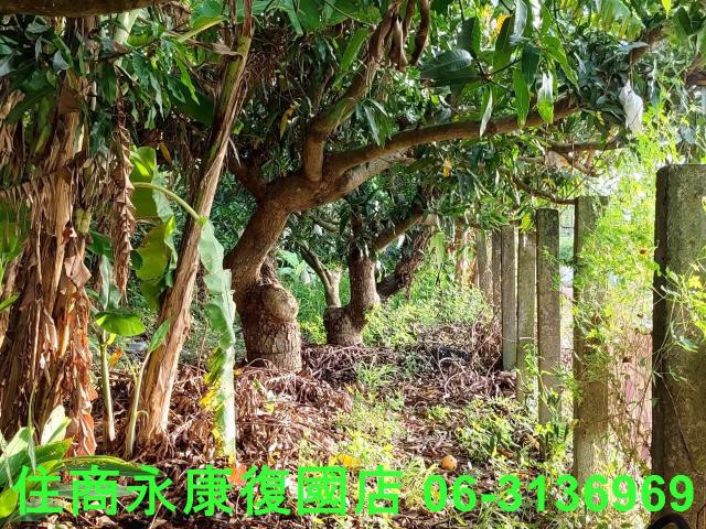 台南新化農地-11