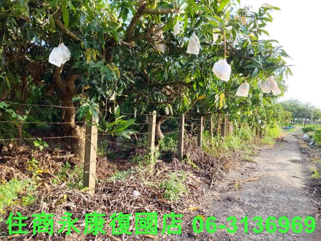 台南新化農地-7