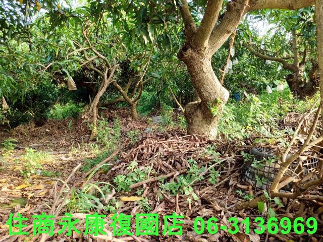 台南新化農地-8