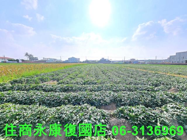 台南新化農地-4