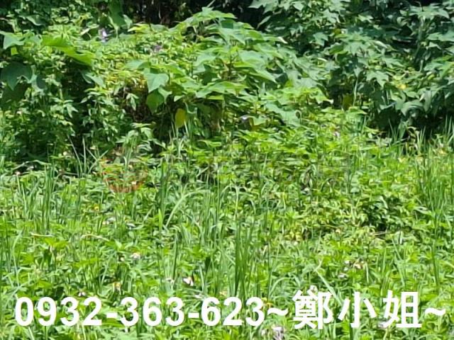 桃園農地-6