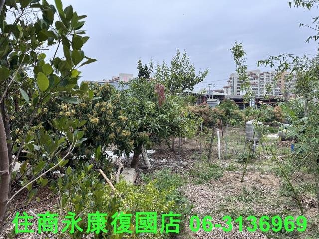 仁德農地-5