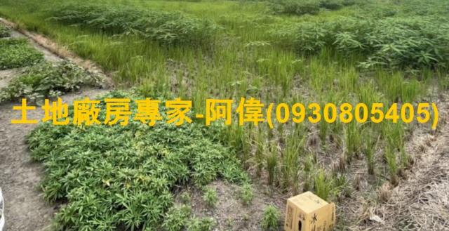 大寮農地-1