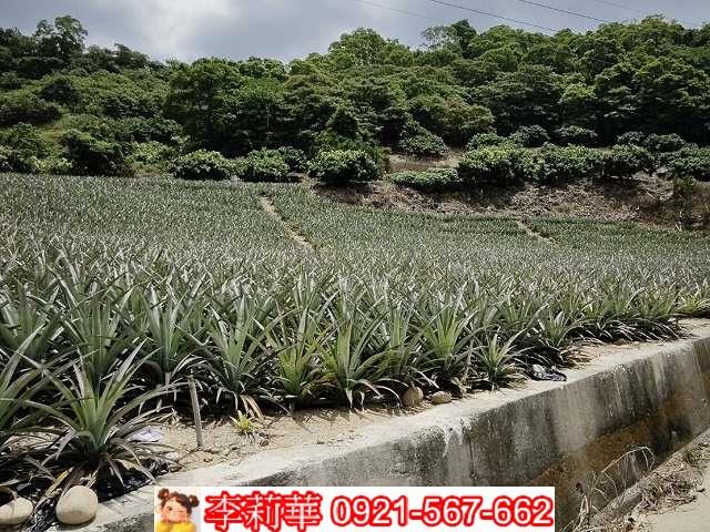 高雄大樹農地-4