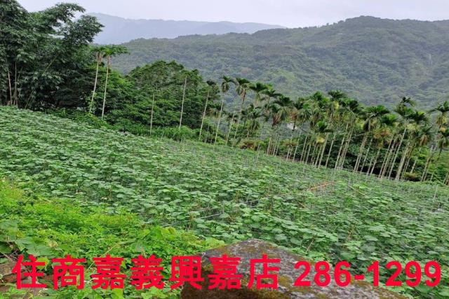 嘉義農地-10