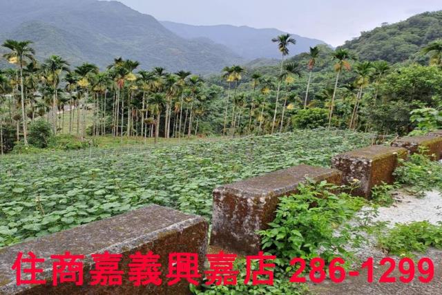嘉義農地-1