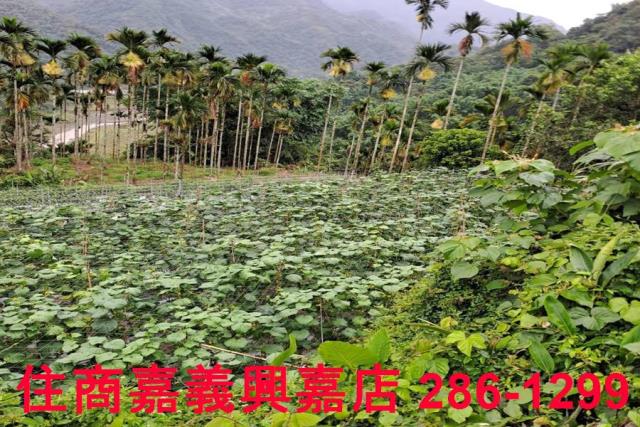 嘉義農地-2