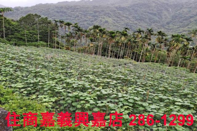 嘉義農地-4