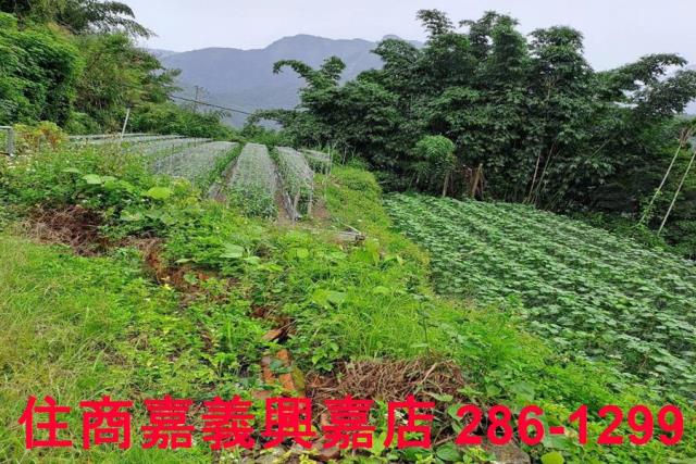 嘉義農地-7