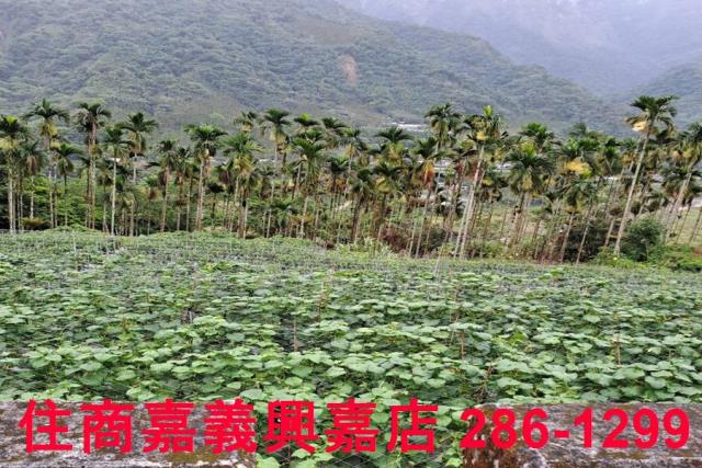 嘉義農地-9