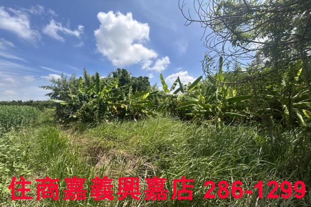 嘉義農地-9