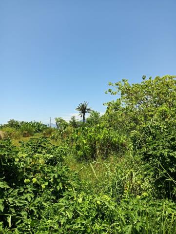 台東台東市農地-3