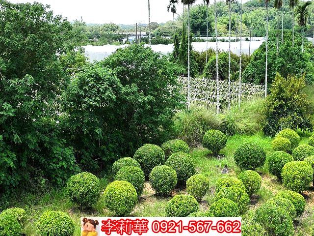 台南大內農地-1