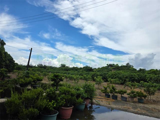 大樹農地-3