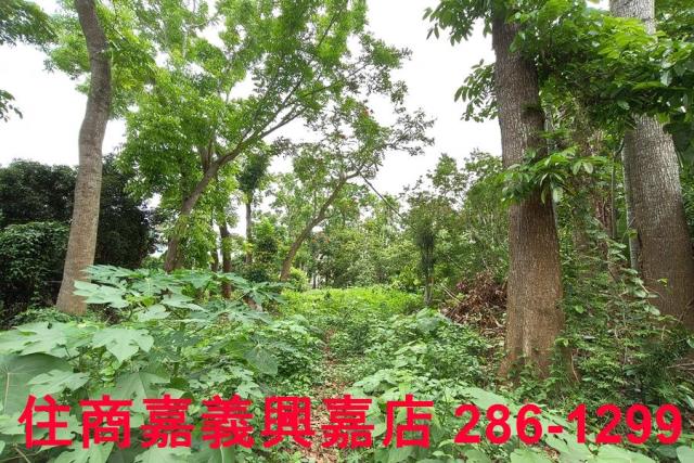 嘉義農地-5