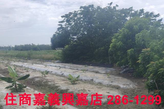 嘉義農地-7