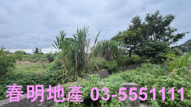 新竹新豐農地-1