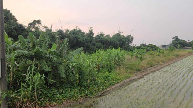 嘉義民雄農地-2