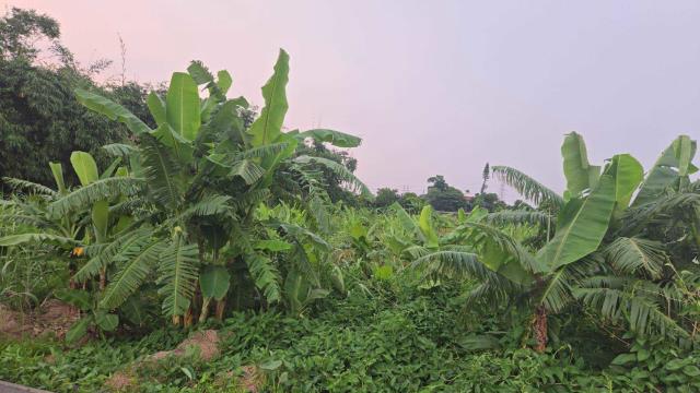 嘉義民雄農地-3
