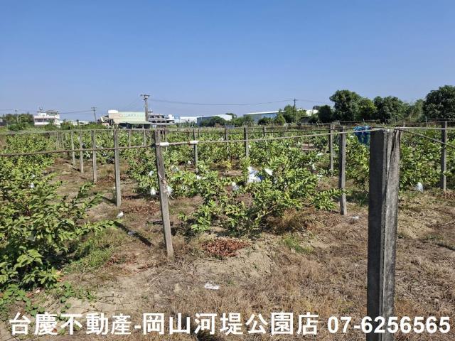 高雄大社農地-5