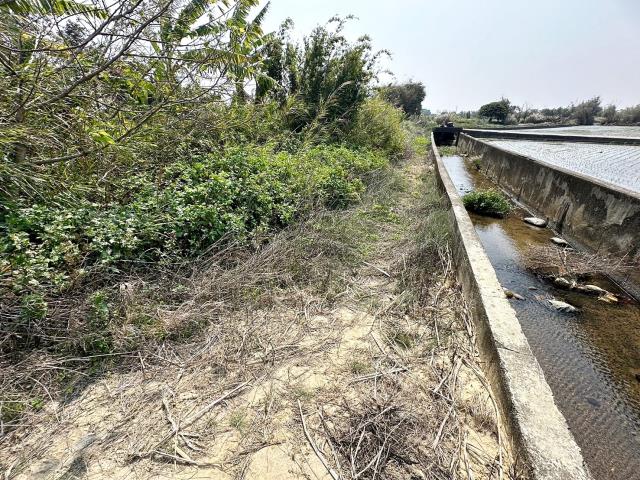 清水農地-7