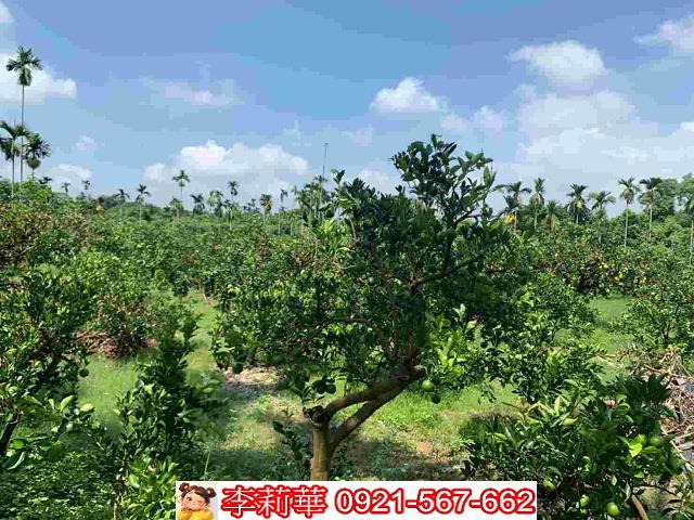 台南白河農地-12