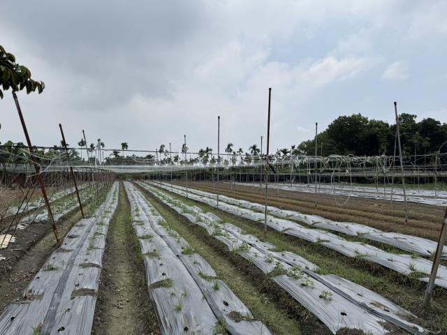 屏東鹽埔農地-1