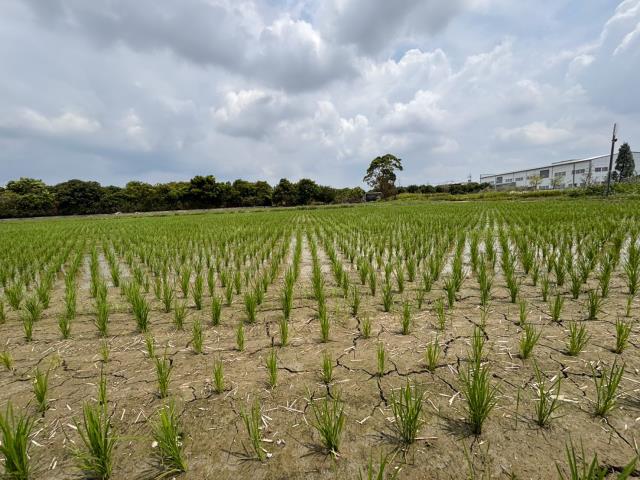 台中神岡農地-4