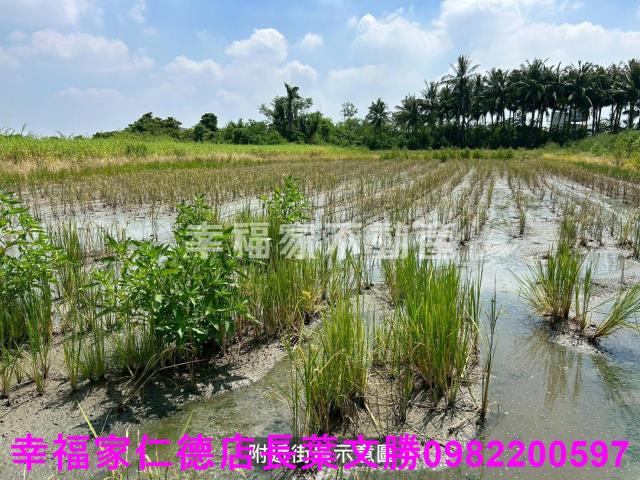 仁德農地-4
