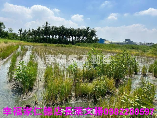 仁德農地-5