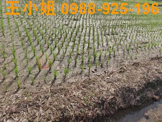 桃園桃園區農地-1