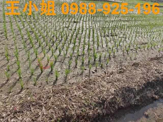 桃園桃園區農地-2