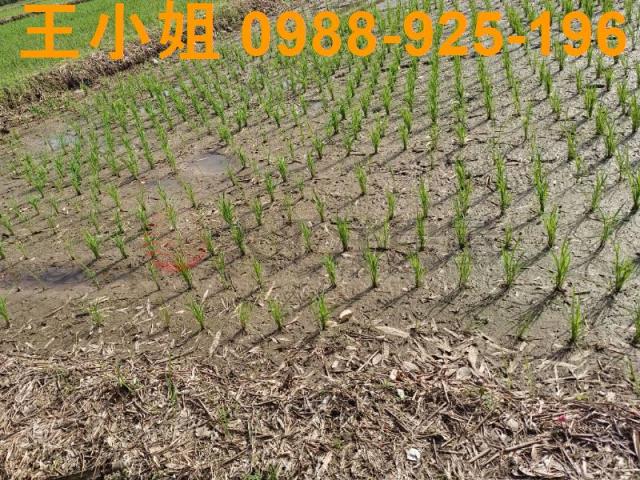 桃園桃園區農地-4