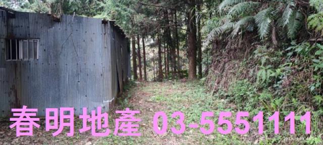 新竹林地-11