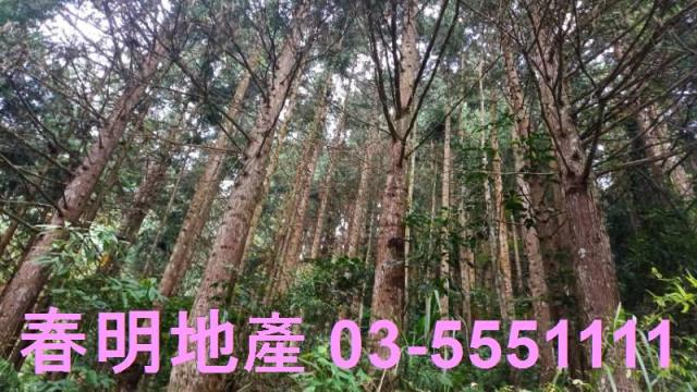 新竹林地-3