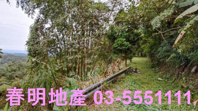 新竹林地-4