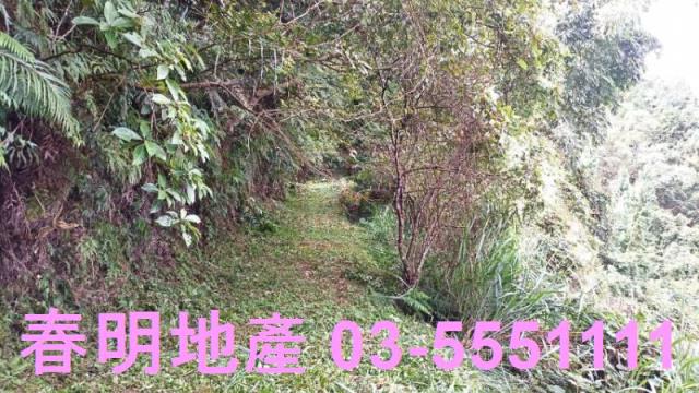 新竹林地-6