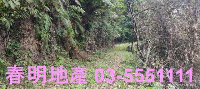 新竹林地-9