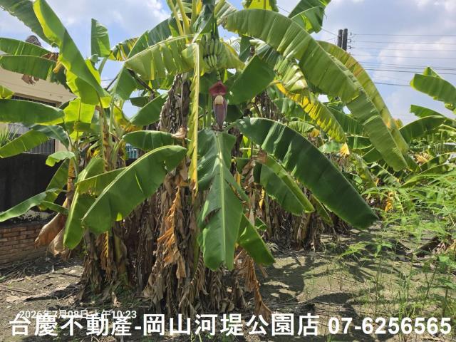 高雄阿蓮農地-8
